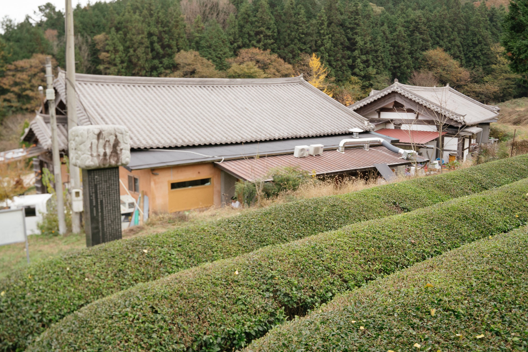 Hojicha