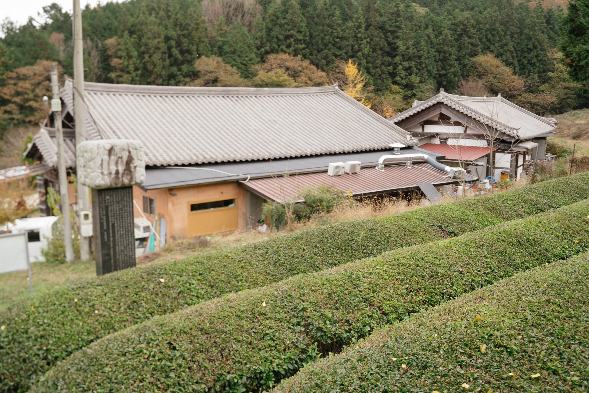 Hojicha