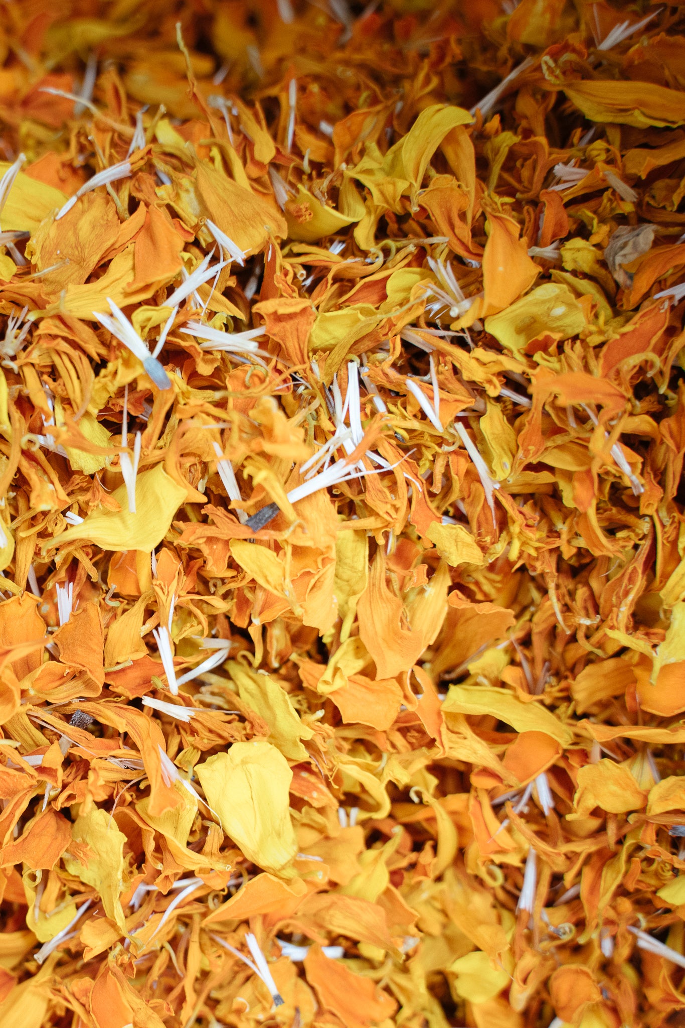Marigold